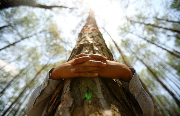 tree-hugging1-620x400