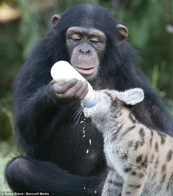 Monkey feeding a cheetah